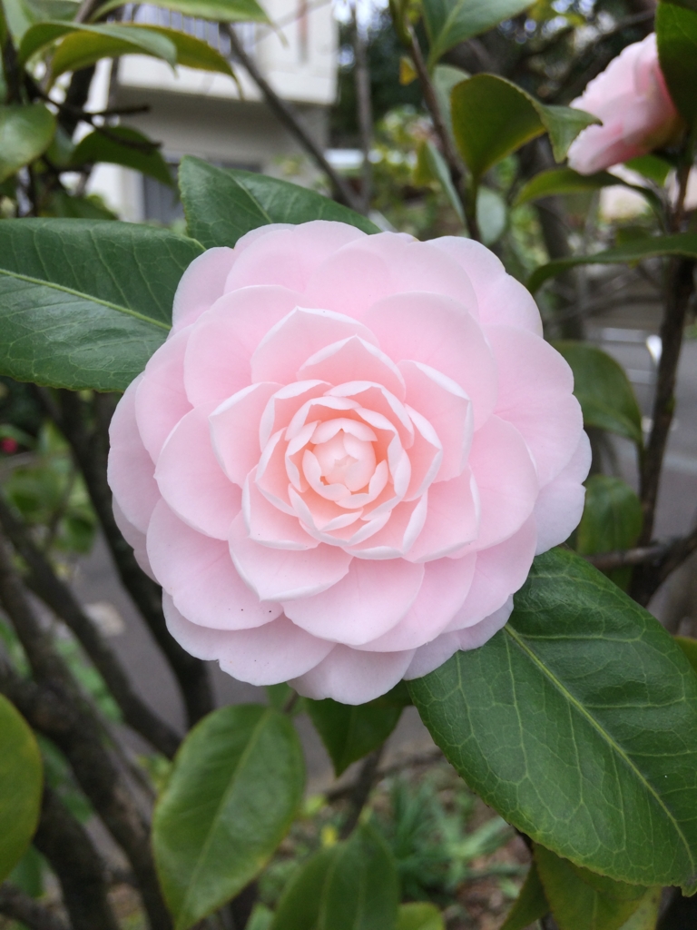 f:id:asazya:20161231212332j:plain f:id:asazya:20161231212332j:plain