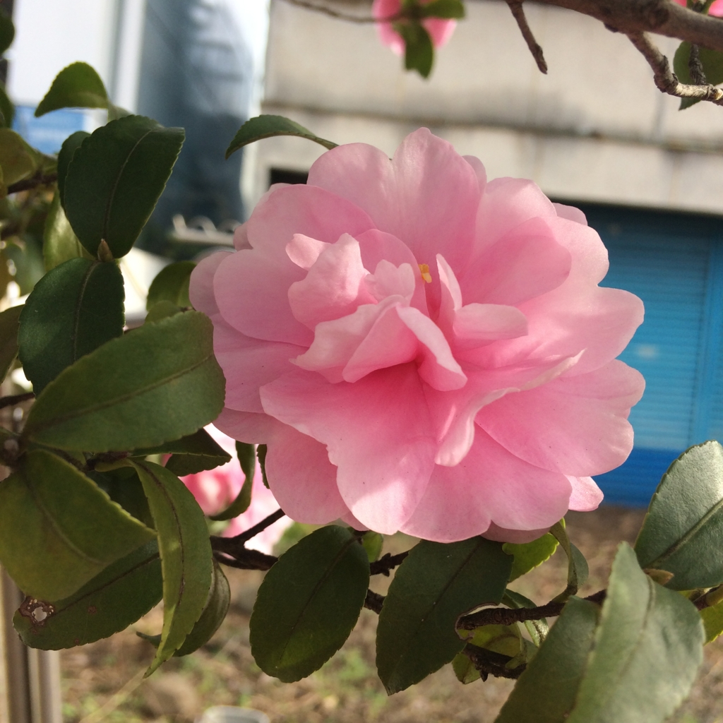 f:id:asazya:20161231212732j:plain f:id:asazya:20161231212732j:plain