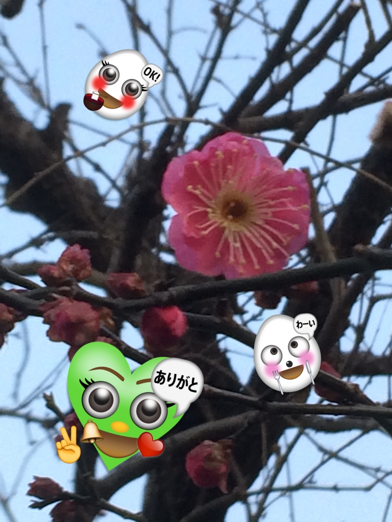 f:id:asazya:20170114085205j:plain f:id:asazya:20170114085205j:plain