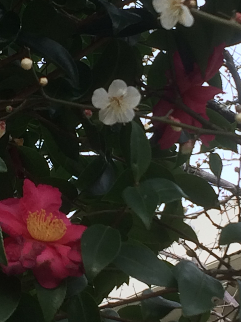 f:id:asazya:20170119172908j:plain f:id:asazya:20170119172908j:plain