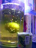 f:id:ascent027:20060521142247j:image