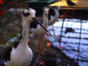 f:id:ascent027:20070214024143j:image