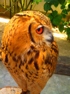 f:id:ascent027:20070214025515j:image