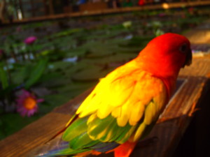 f:id:ascent027:20070214031546j:image