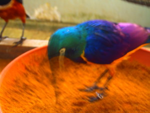 f:id:ascent027:20070214034438j:image