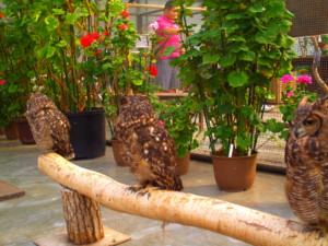 f:id:ascent027:20070214035123j:image
