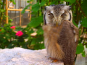 f:id:ascent027:20070214035234j:image