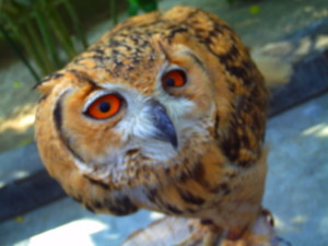 f:id:ascent027:20070214035905j:image