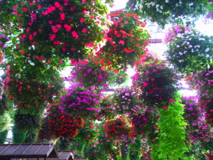 f:id:ascent027:20070214040528j:image