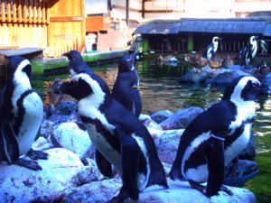 f:id:ascent027:20070214042143j:image