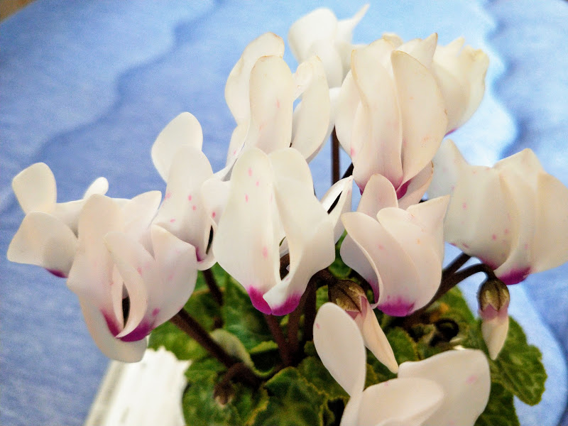 f:id:asere:20201121122757j:plain