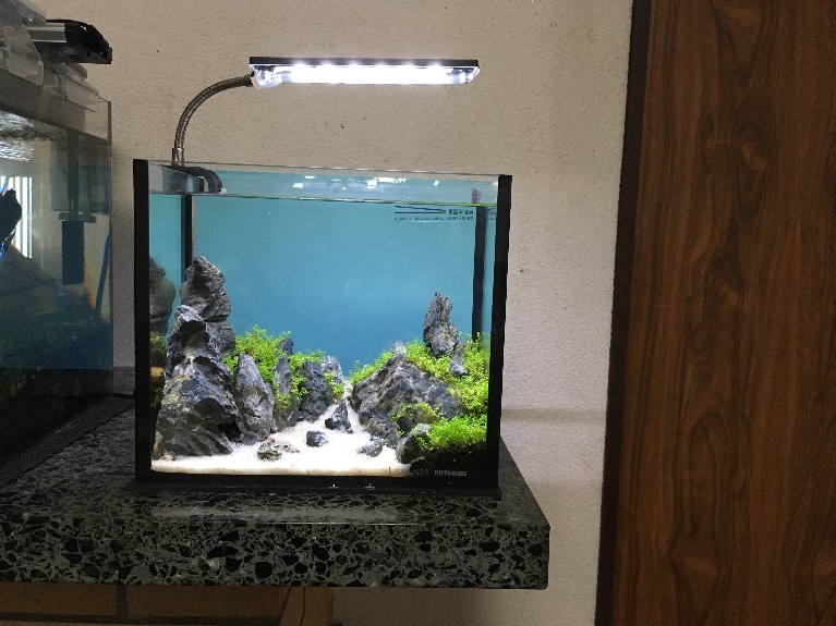 50 25cmキューブ水槽 レイアウト サゴタケモ