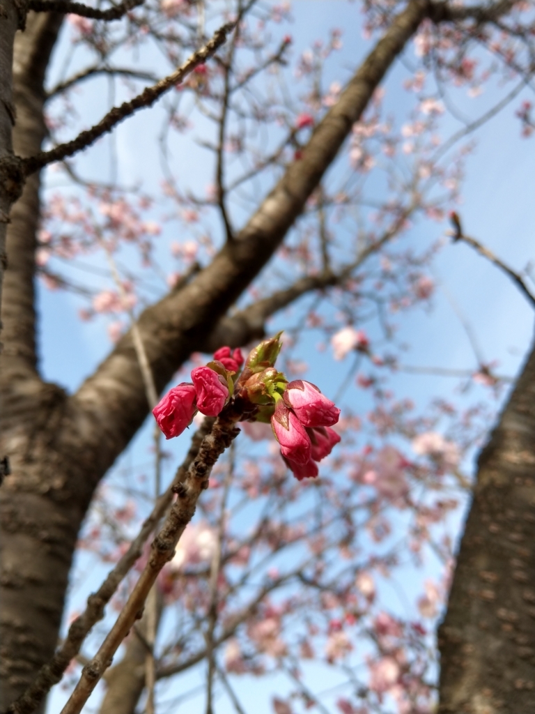f:id:ashcontortionist:20180402001318j:plain
