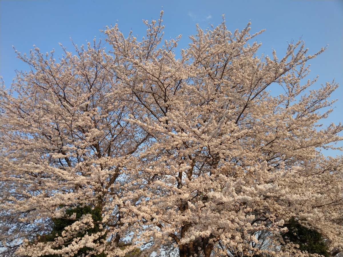 f:id:ashcontortionist:20190407014735j:plain f:id:ashcontortionist:20190407014735j:plain