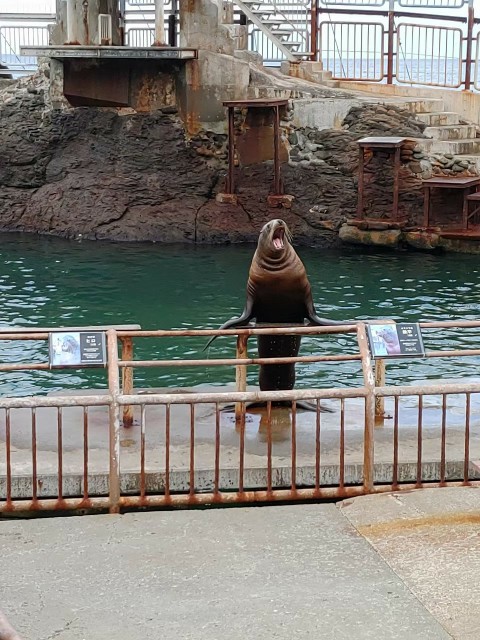 北海道_おたる水族館_トド