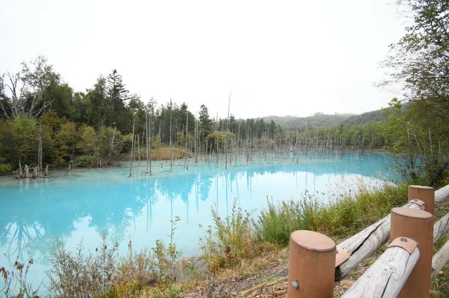 富良野_白金青い池