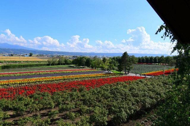 富良野_ファーム富田_花畑