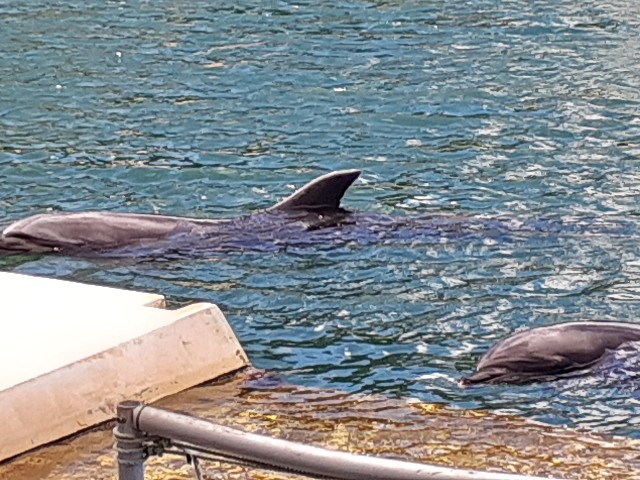 下田海中水族館_イルカ