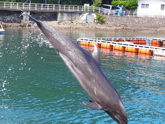 下田海中水族館_イルカ_アメージングシート