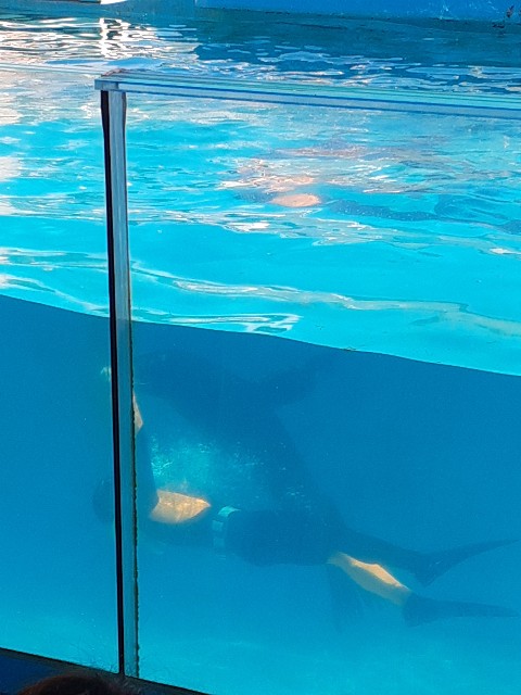 下田海中水族館_アシカ_水中ショー