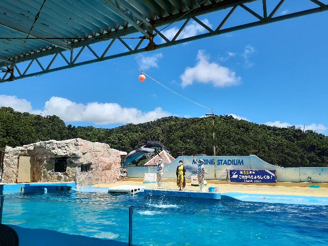 下田海中水族館_カマイルカ