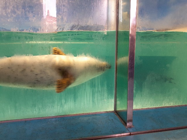 下田海中水族館_アザラシのショー