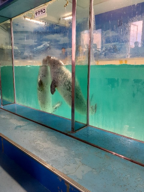 下田海中水族館_アザラシ_キス