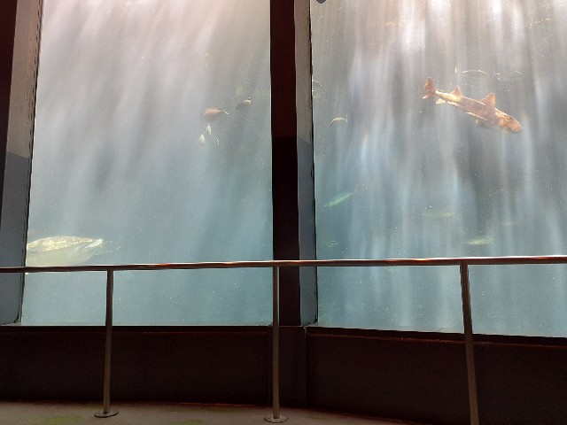 下田海中水族館_海中水槽_ペリー号