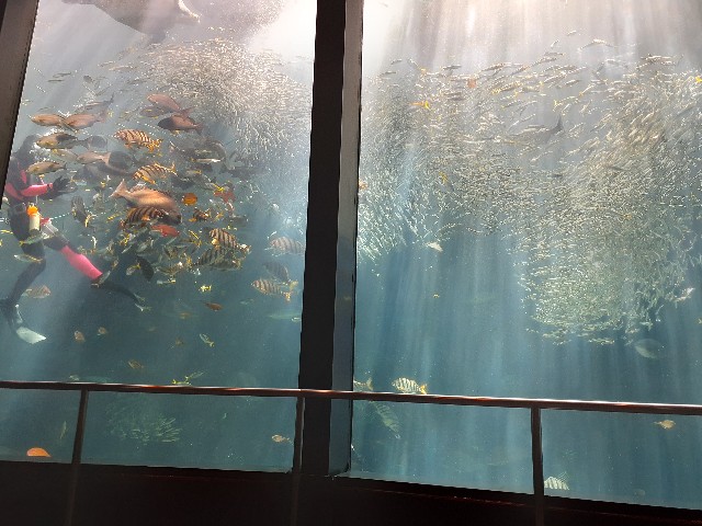下田海中水族館_フィーディング