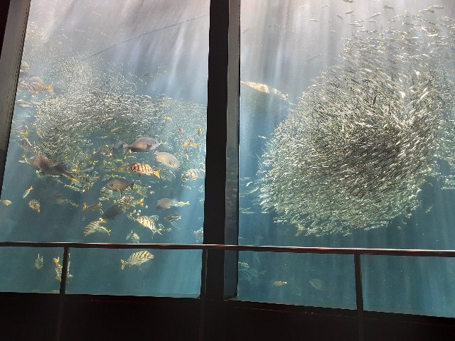 下田海中水族館_フィーディング