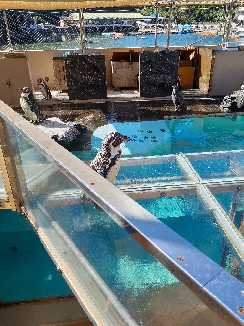 下田海中水族館_ペンギン_ショー