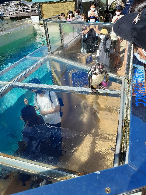 下田海中水族館_ペンギン_ショー