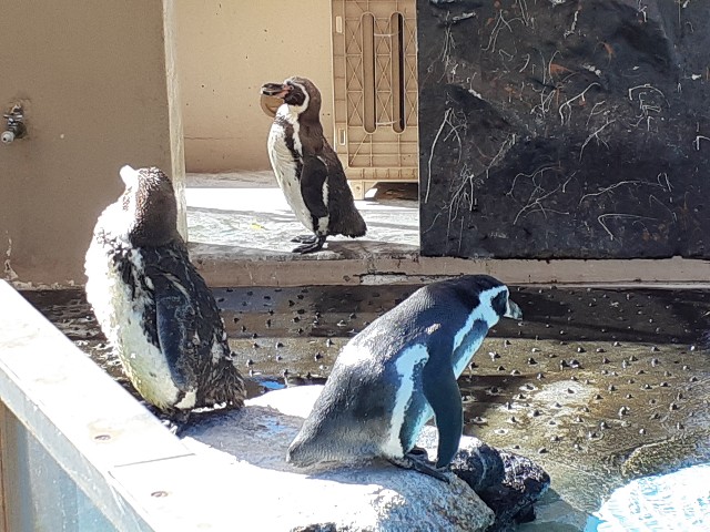 下田海中水族館_ペンギン_換羽期