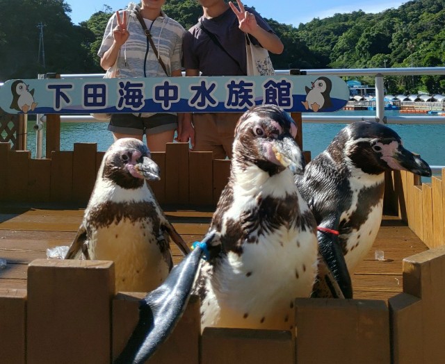 下田海中水族館_ペンギン_記念撮影