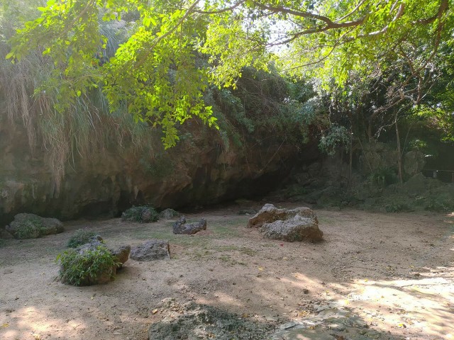 鹿児島県_奄美_徳之島_ウンブキ