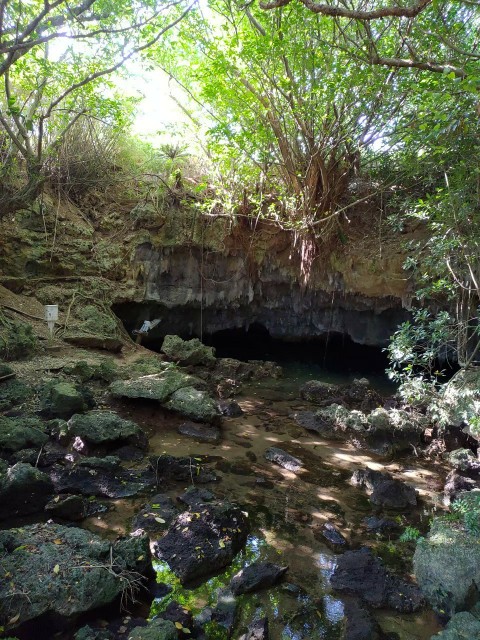 鹿児島県_奄美_徳之島_ウンブキ