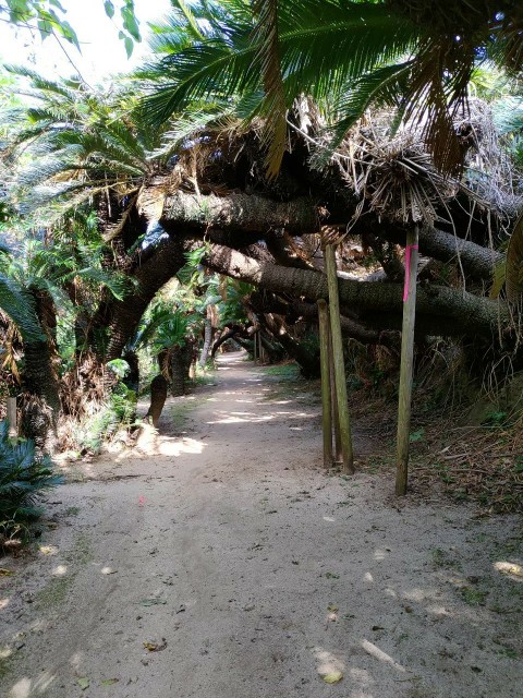 鹿児島県_奄美_徳之島_金見崎ソテツトンネル