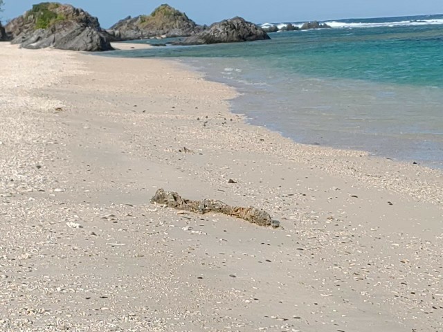 鹿児島県_奄美_徳之島_畦プリンスビーチ