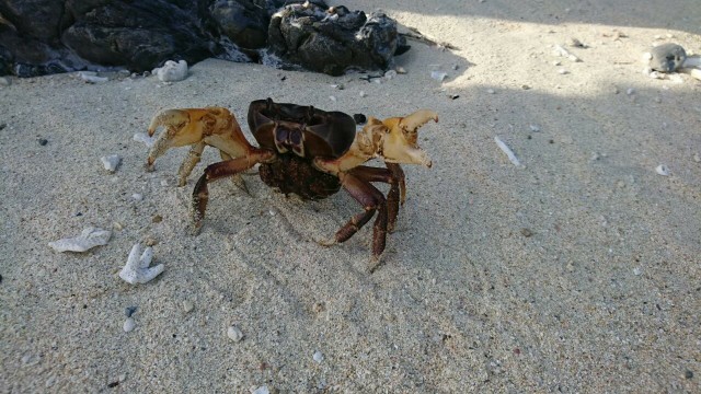 鹿児島_奄美_徳之島_畦プリンスビーチ_カニ