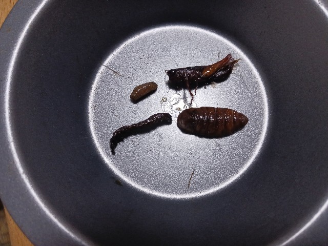 昆虫食】長野県伊那谷で蚕・イナゴ・ざざむし・蜂の子を食べる理由は