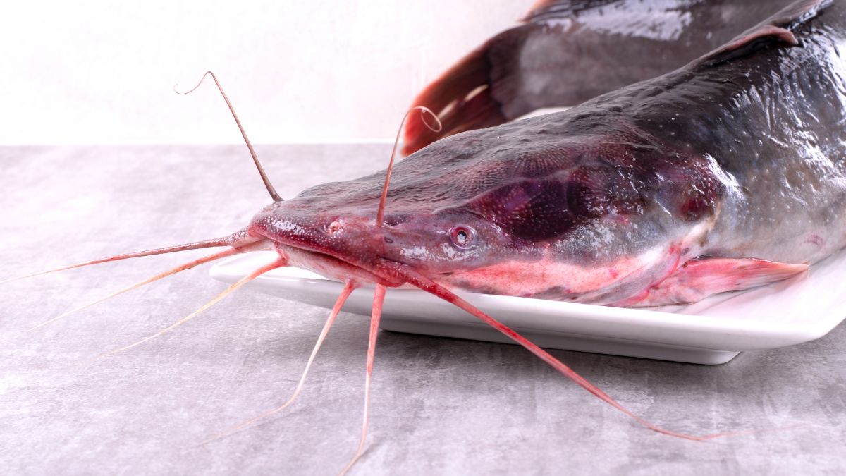 ナマズは食べれる？用水路のナマズは？