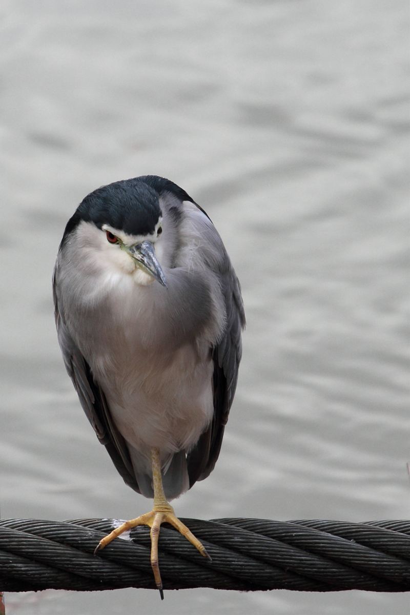 f:id:ashige856:20101121120441j:image:h400