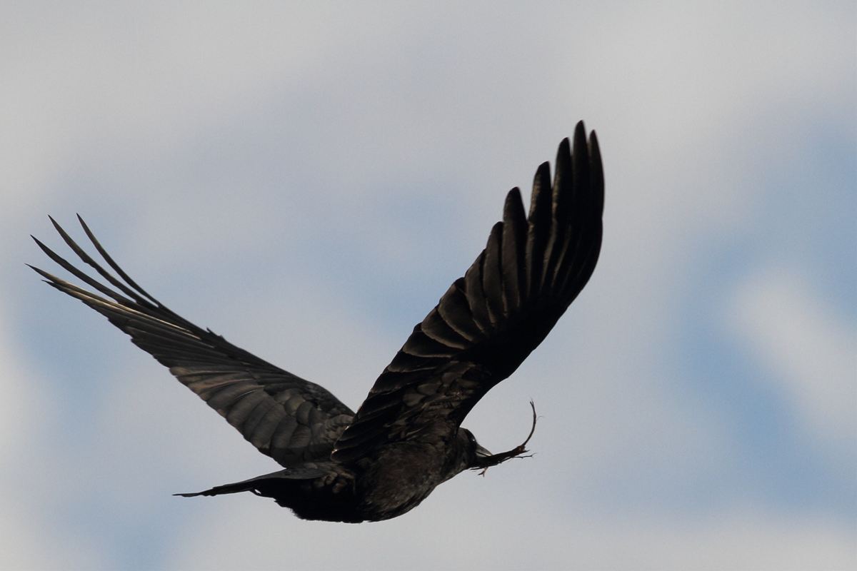 個別「[鳥][カラス]」の写真、画像 - ashige856's fotolife
