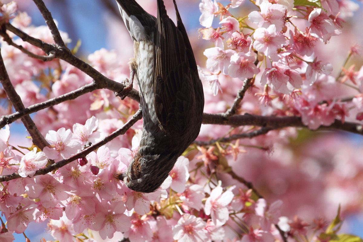 [鳥][ヒヨドリ][桜]