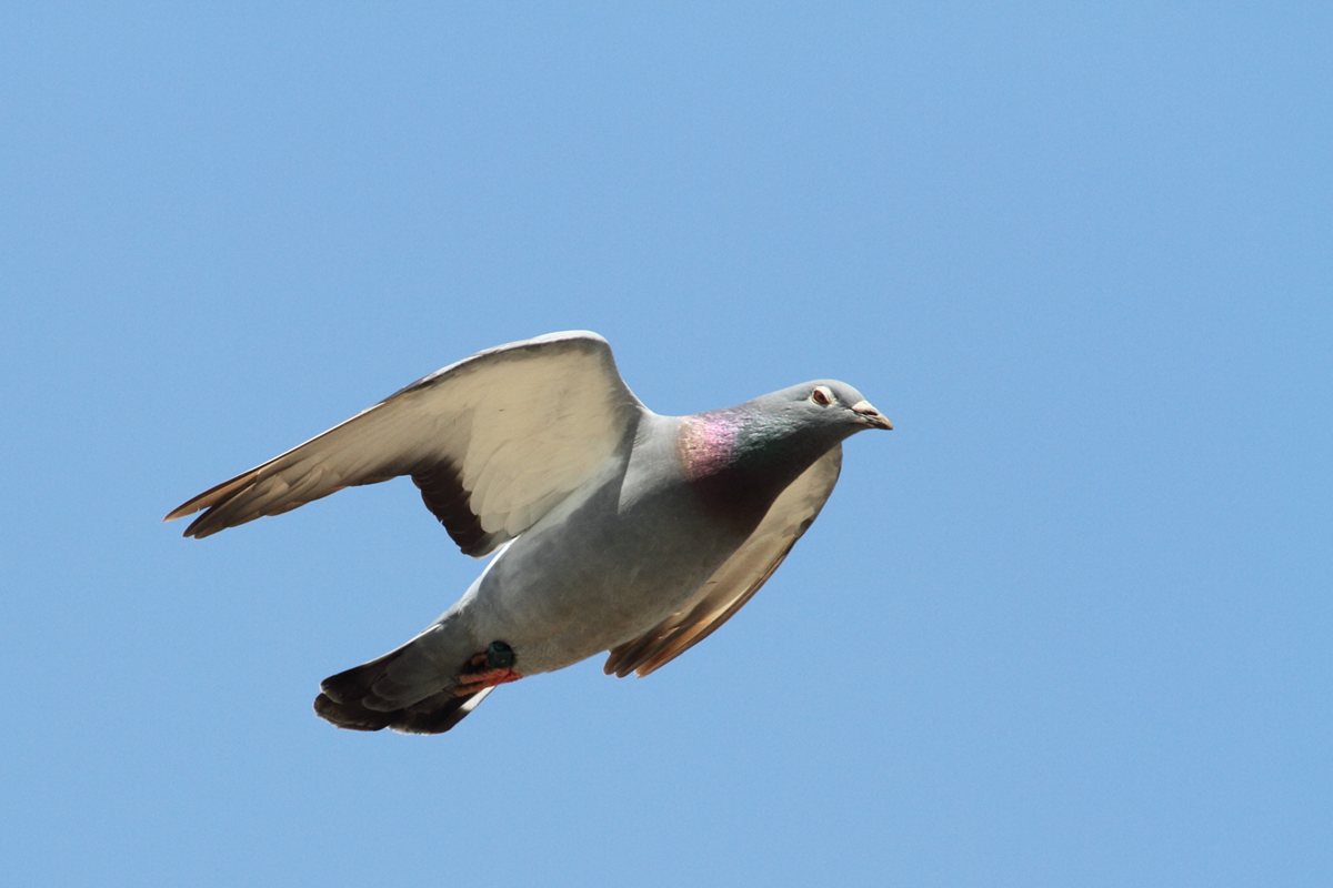 [鳥][ハト]