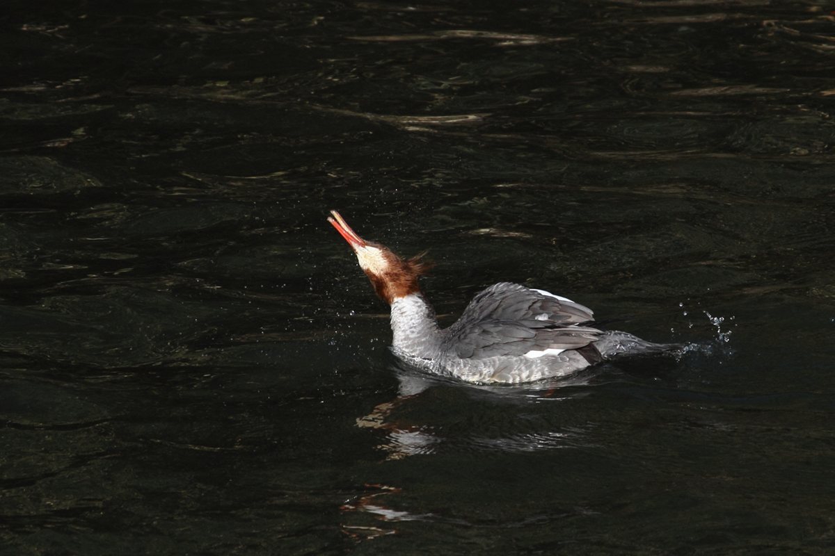 [鳥][カワアイサ]