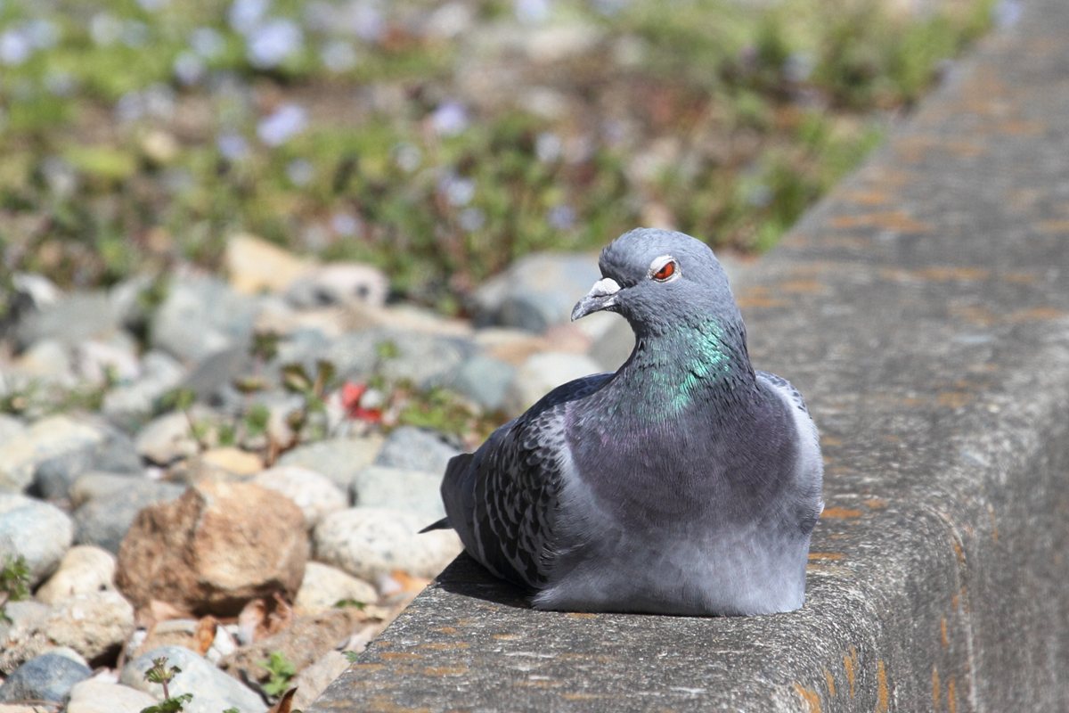 [鳥][ハト]