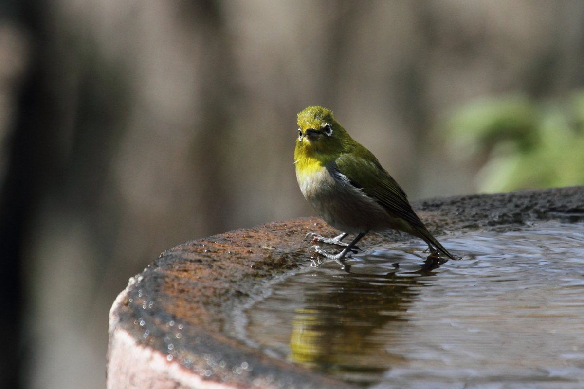 [鳥][メジロ]