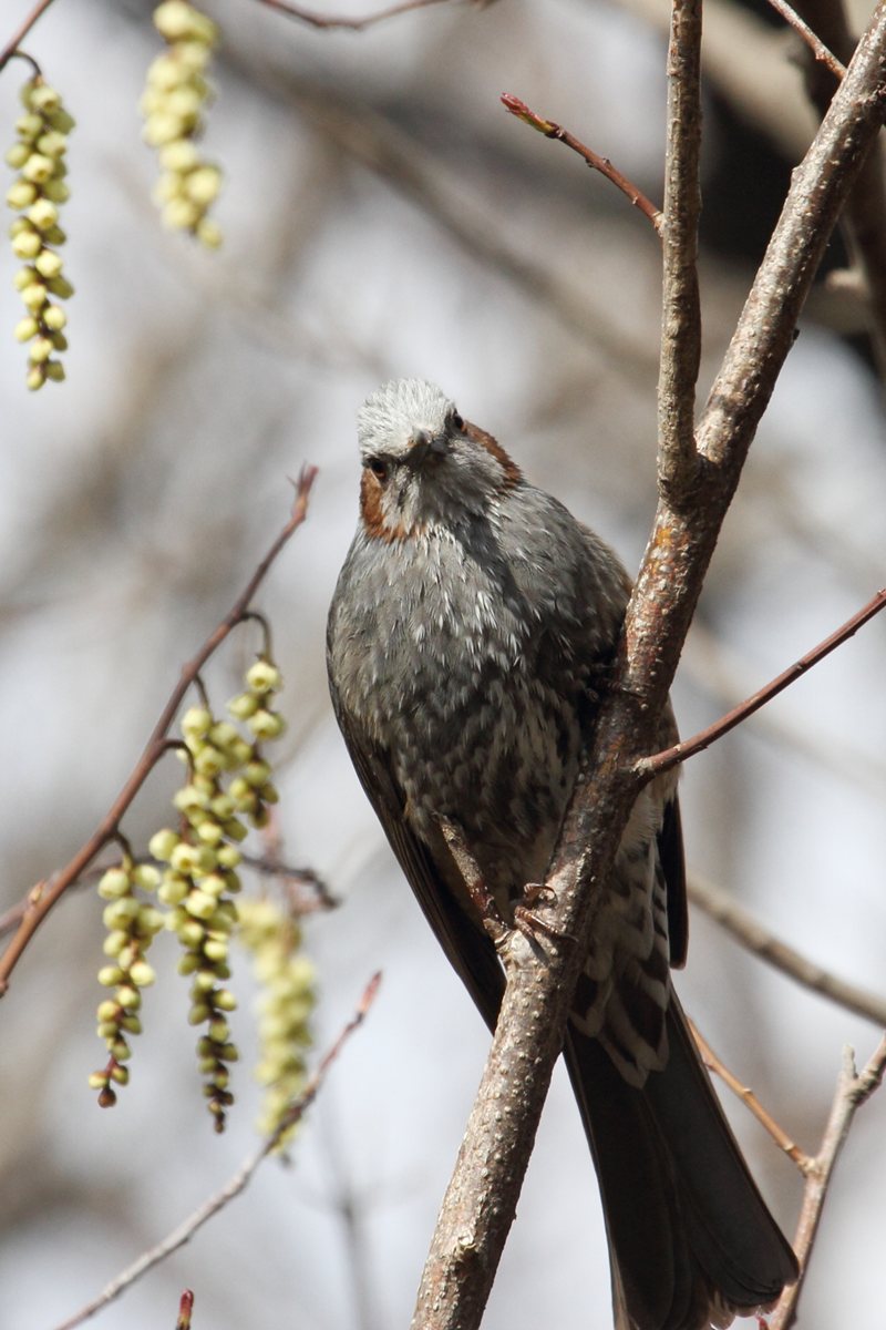 f:id:ashige856:20110327131540j:image:h400