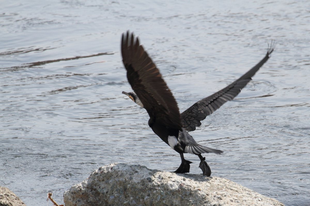 [鳥][カワウ]